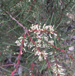 Hakea decurrens subsp. decurrens at Canberra Central, ACT - 15 Aug 2015