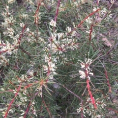 Hakea decurrens subsp. decurrens at Canberra Central, ACT - 15 Aug 2015