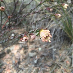 Pimelea linifolia at Canberra Central, ACT - 15 Aug 2015