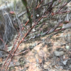 Pimelea linifolia at Canberra Central, ACT - 15 Aug 2015 11:46 AM