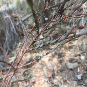 Pimelea linifolia at Canberra Central, ACT - 15 Aug 2015