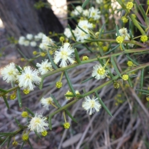 Acacia genistifolia at Bruce, ACT - 14 Aug 2015 11:36 AM