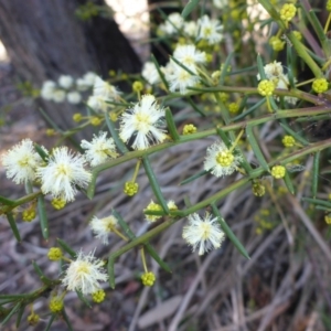 Acacia genistifolia at Bruce, ACT - 14 Aug 2015