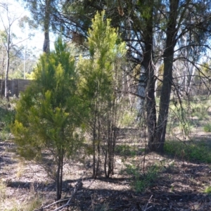 Exocarpos cupressiformis at Bruce, ACT - 14 Aug 2015