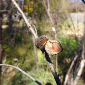 Hakea eriantha at Bruce, ACT - 14 Aug 2015