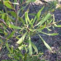 Hakea eriantha at Bruce, ACT - 14 Aug 2015 12:11 PM