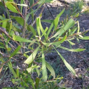 Hakea eriantha at Bruce, ACT - 14 Aug 2015