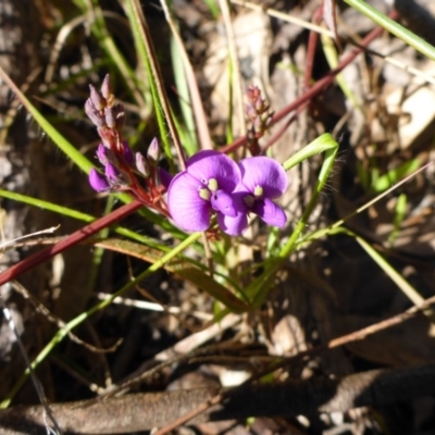 Hardenbergia violacea (False Sarsaparilla) at Bruce, ACT - 14 Aug 2015 by JanetRussell