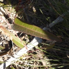 Hardenbergia violacea at Bruce, ACT - 14 Aug 2015