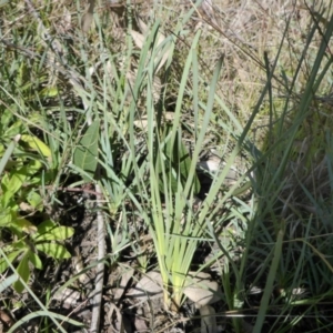 Lomandra longifolia at Bruce, ACT - 14 Aug 2015