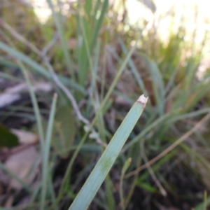 Lomandra longifolia at Bruce, ACT - 14 Aug 2015