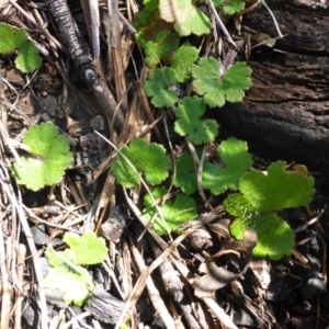 Hydrocotyle laxiflora at Bruce, ACT - 14 Aug 2015