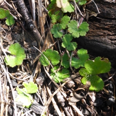 Hydrocotyle laxiflora (Stinking Pennywort) at Bruce, ACT - 14 Aug 2015 by JanetRussell