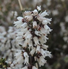 Cryptandra amara (Bitter Cryptandra) at Conder, ACT - 15 Aug 2015 by MichaelBedingfield