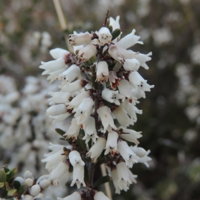 Cryptandra amara (Bitter Cryptandra) at Conder, ACT - 15 Aug 2015 by MichaelBedingfield