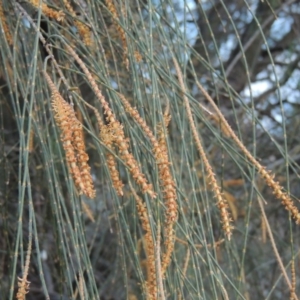 Allocasuarina verticillata at Conder, ACT - 15 Aug 2015 06:41 PM