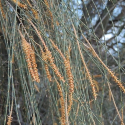 Allocasuarina verticillata (Drooping Sheoak) at Conder, ACT - 15 Aug 2015 by MichaelBedingfield