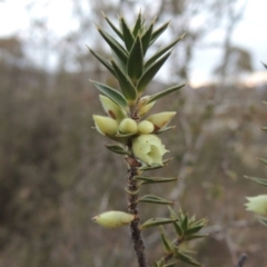 Melichrus urceolatus (Urn Heath) at Conder, ACT - 15 Aug 2015 by MichaelBedingfield