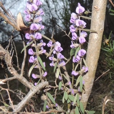 Hovea heterophylla (Common Hovea) at Conder, ACT - 15 Aug 2015 by michaelb