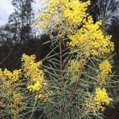 Acacia boormanii (Snowy River Wattle) at Conder, ACT - 15 Aug 2015 by michaelb