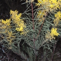 Acacia boormanii at Conder, ACT - 15 Aug 2015