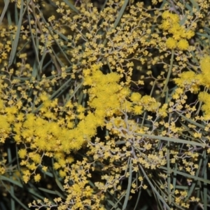 Acacia boormanii at Theodore, ACT - 15 Aug 2015 07:13 PM