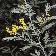 Acacia dealbata (Silver Wattle) at Conder, ACT - 15 Aug 2015 by MichaelBedingfield