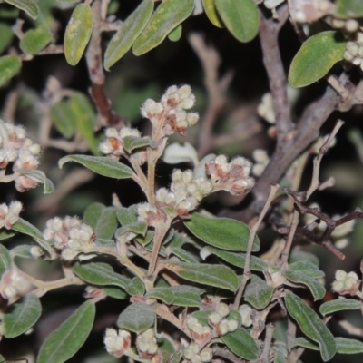 Pomaderris pallida (Pale Pomaderris) at Tuggeranong Hill - 15 Aug 2015 by michaelb