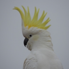 Cacatua galerita (Sulphur-crested Cockatoo) at Conder, ACT - 15 Aug 2015 by MichaelBedingfield