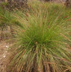 Carex appressa (Tall Sedge) at Hall Cemetery - 28 Nov 2014 by pinnaCLE