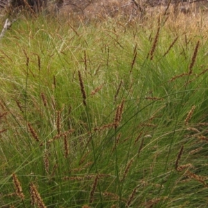 Carex appressa at Hall, ACT - 29 Nov 2014 12:00 AM