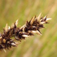 Carex appressa at Hall, ACT - 29 Nov 2014 12:00 AM