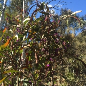 Hardenbergia violacea at Majura, ACT - 16 Aug 2015 01:37 PM