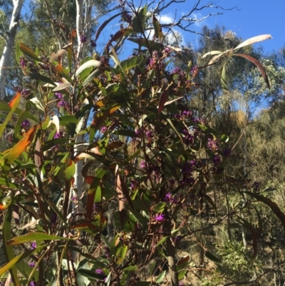 Hardenbergia violacea (False Sarsaparilla) at Mount Majura - 16 Aug 2015 by AaronClausen