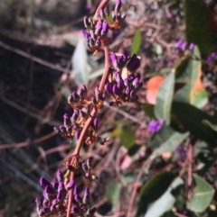 Hardenbergia violacea at Majura, ACT - 16 Aug 2015