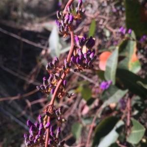 Hardenbergia violacea at Majura, ACT - 16 Aug 2015 01:37 PM