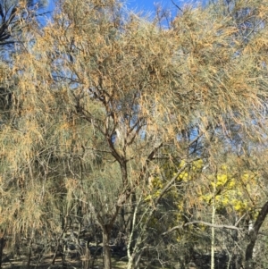 Allocasuarina verticillata at Majura, ACT - 16 Aug 2015 01:39 PM