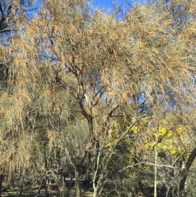 Allocasuarina verticillata (Drooping Sheoak) at Mount Majura - 16 Aug 2015 by AaronClausen