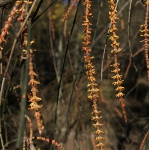 Allocasuarina verticillata at Majura, ACT - 16 Aug 2015 01:39 PM