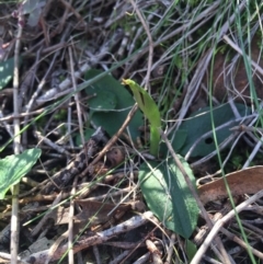 Pterostylis pedunculata (Maroonhood) at Hackett, ACT - 16 Aug 2015 by AaronClausen