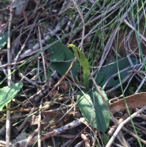 Pterostylis pedunculata at Hackett, ACT - suppressed