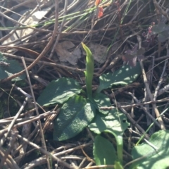 Pterostylis pedunculata at Hackett, ACT - suppressed