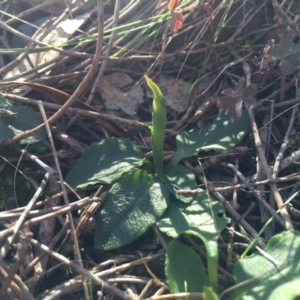 Pterostylis pedunculata at Hackett, ACT - suppressed