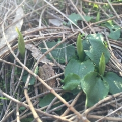 Pterostylis pedunculata at Hackett, ACT - suppressed