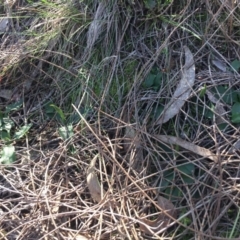 Pterostylis pedunculata at Hackett, ACT - suppressed