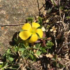 Oxalis sp. (Wood Sorrel) at Mount Majura - 16 Aug 2015 by AaronClausen