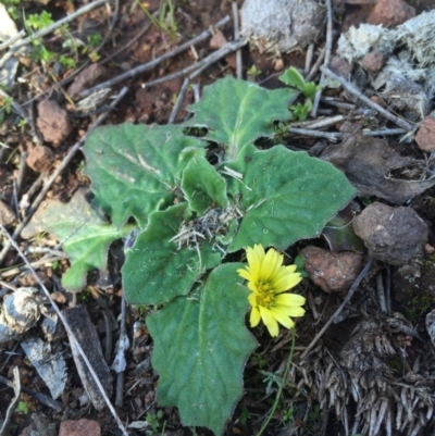 Cymbonotus sp. (preissianus or lawsonianus) (Bears Ears) at Mount Majura - 16 Aug 2015 by AaronClausen