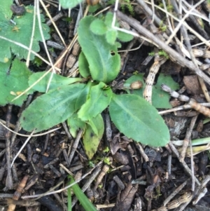 Solenogyne dominii at Canberra Central, ACT - 16 Aug 2015 02:40 PM