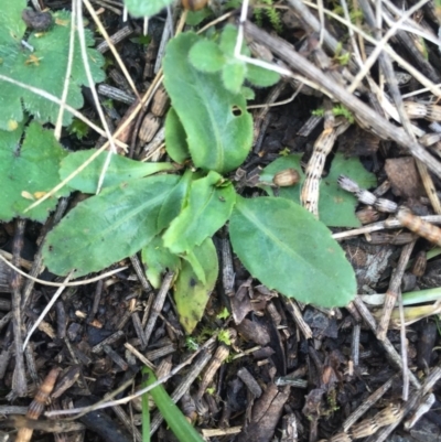 Solenogyne dominii (Smooth Solenogyne) at Mount Majura - 16 Aug 2015 by AaronClausen