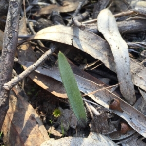 Caladenia actensis at suppressed - 16 Aug 2015